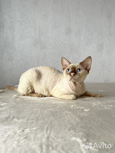 Девон-рекс вязка