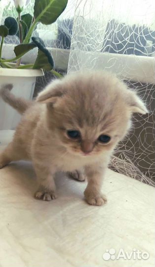 Британская вислоухая кошка