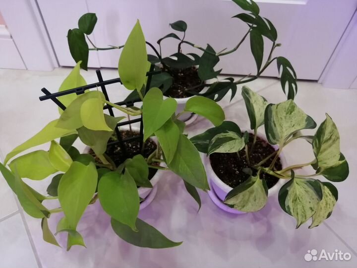 Эпипремнумы, сциндапсусы