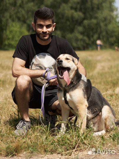 Собака ищет хозяина