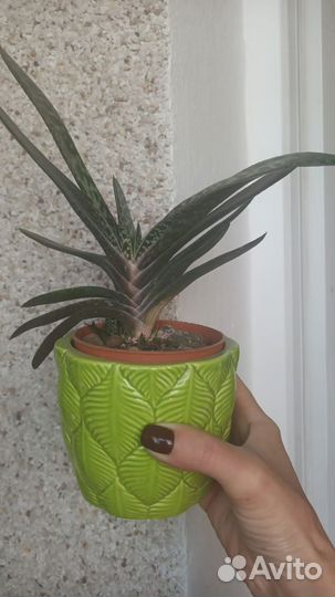 Крассула Хоббит,Алое Марлотта, Гастерия