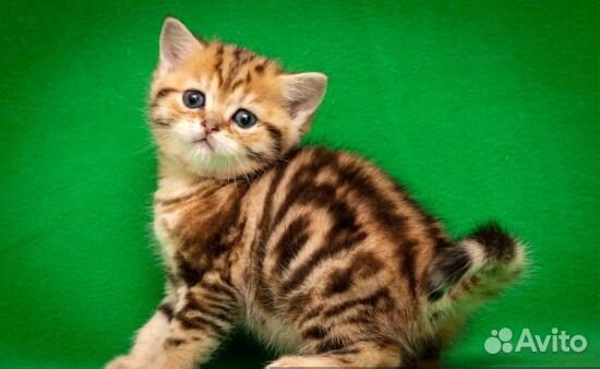 Очень красивые мраморные девочки