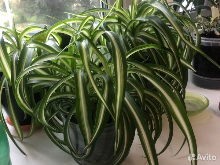 Хлорофитум