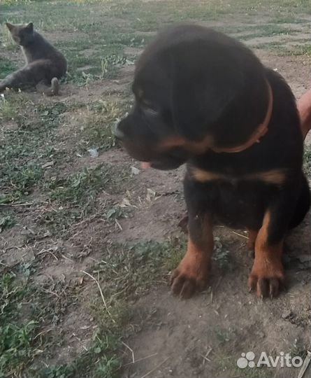 Щенки ротвейлера