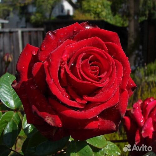 Саженцы роз Эксплорер