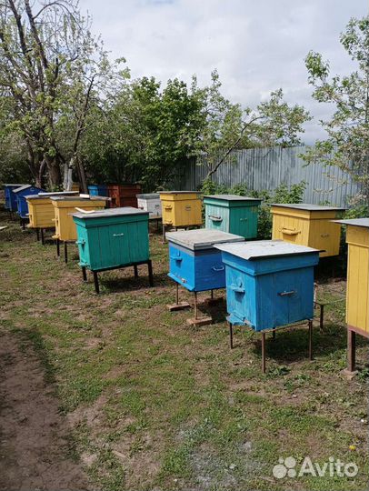 Продаю пчелосемьи