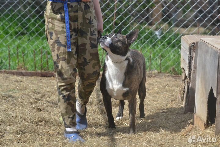 Марсель, метис питбуля в дар