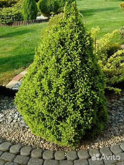 Ель канадская Коника