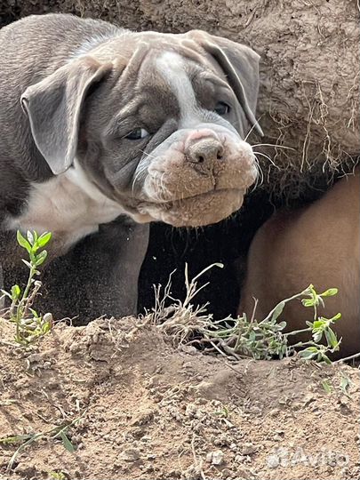 Щенок Староанглийского бульдога