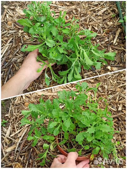 Астильба, лаванда, живучка, герань, арабис