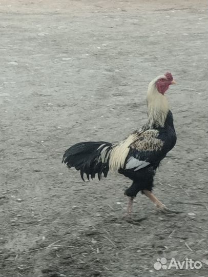 Бойцовский петух