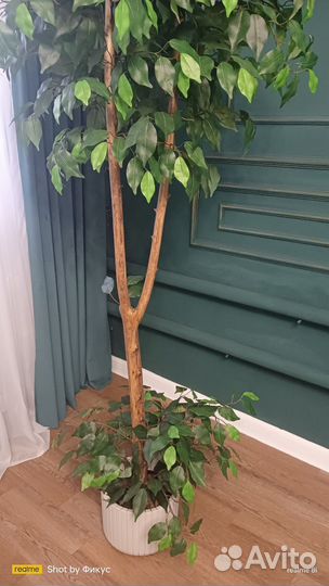 Фикус бенджамина