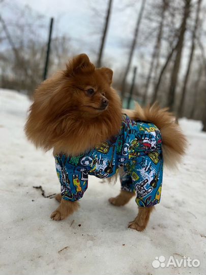 Пошив одежды и обуви для собак. Дождевик для собак