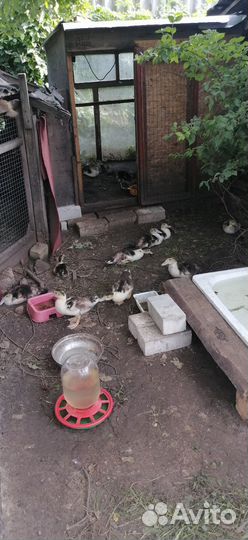 Индоутята. Месячные