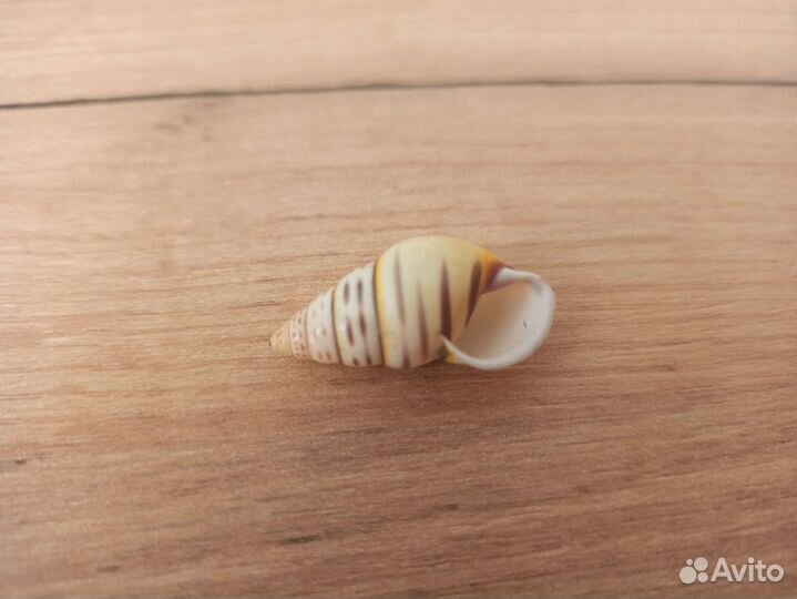 Морская раковина