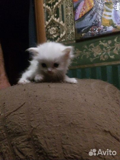 Отдам трехцветных малышек