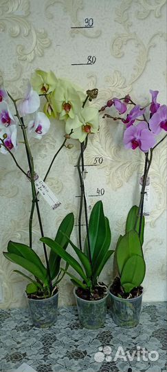 Орхидеи Фаленопсис