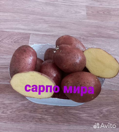 Семенной картофель Сынок Шарвари пирошкаСарпо мира