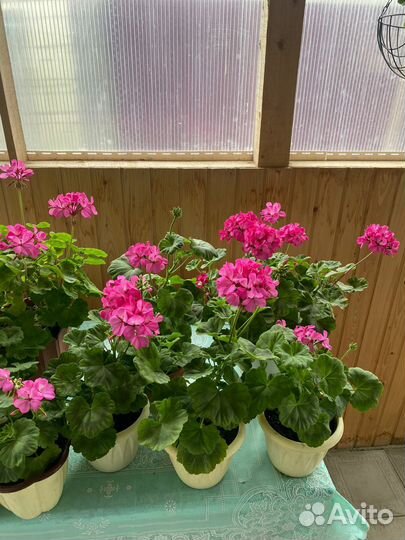 Пеларгония герань