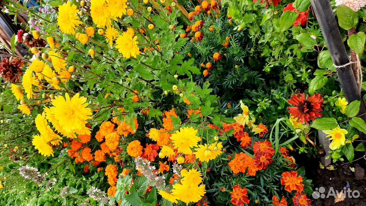 Хризантемы и декабристы