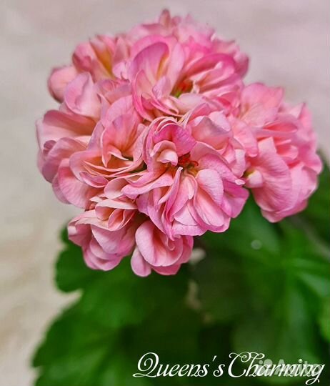 Пеларгония герань