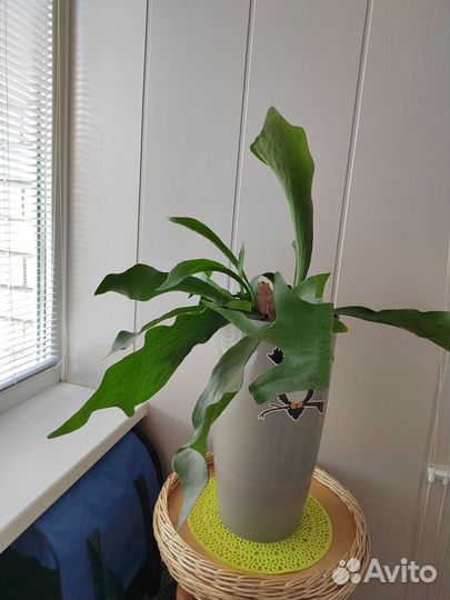 Цветы домашние в горшках