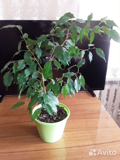 Фикус бенджамина
