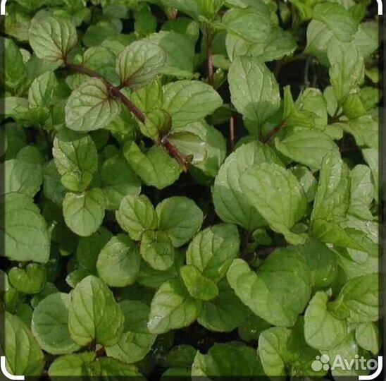 Мята садовая лимонная