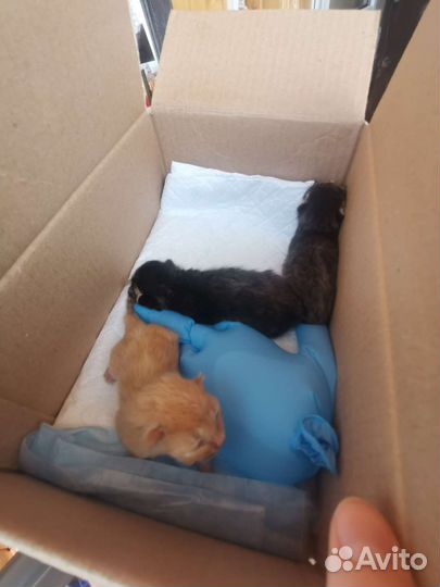 Новорожденные котята без мамы