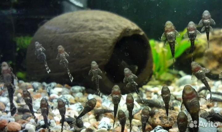 Мальки анциструсов