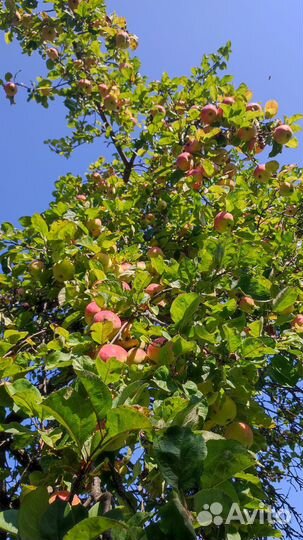 Яблоки, огурцы, грибы