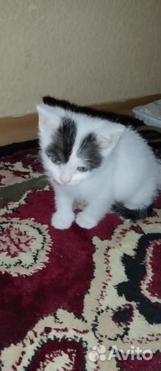 Анатолийская кошка