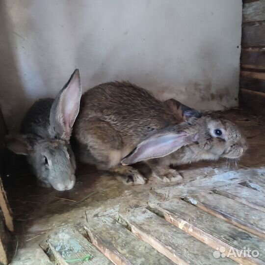 Кролики породы резин