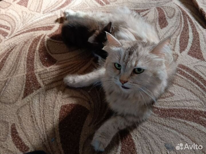 Котята в добрые руки бесплатно