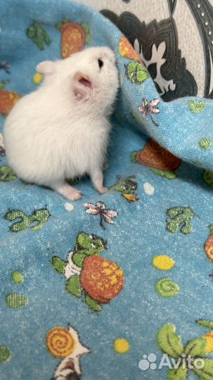 Хомячок Джунгарский ручной