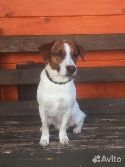 Вязка Парсон Рассел терьер