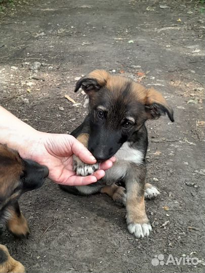 Котёнок, щенок мальчики в добрые руки бесплатно