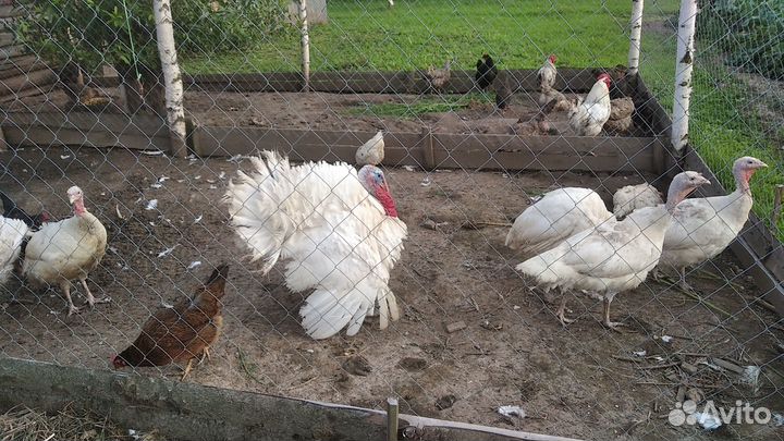 Цыплята, индюшата бшг, инкубационное яйцо