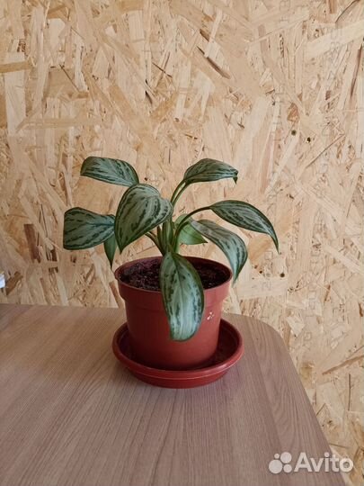 Комнатные растения