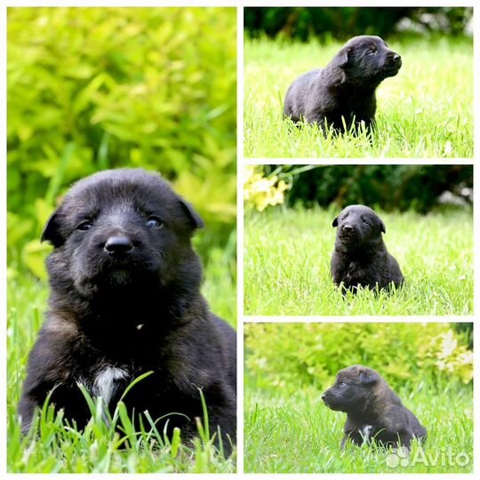 Щенки черной немецкой овчарки