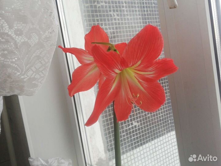 Гиппиаструм