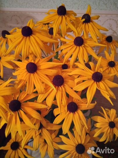 Цветы для сада