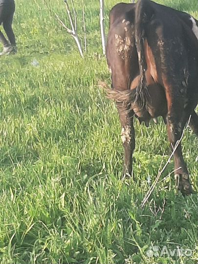 Корова высокоудойная