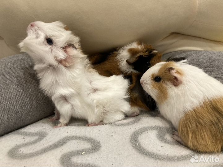 Морские свинки