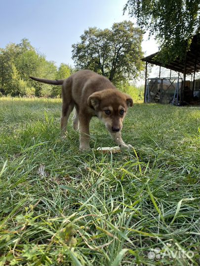 Щенок в добрые руки бесплатно