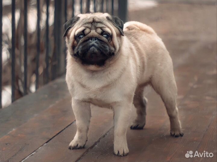 Вязка с шикарным кобелем мопса