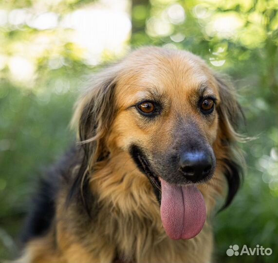 Белла ищет дом