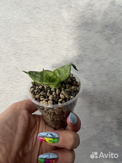 Сансивиерия сортовая