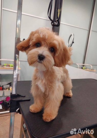 Стрижка собак и кошек/груминг/триминг/линька