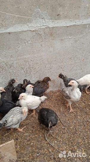 Цыплята несушки подрощенные